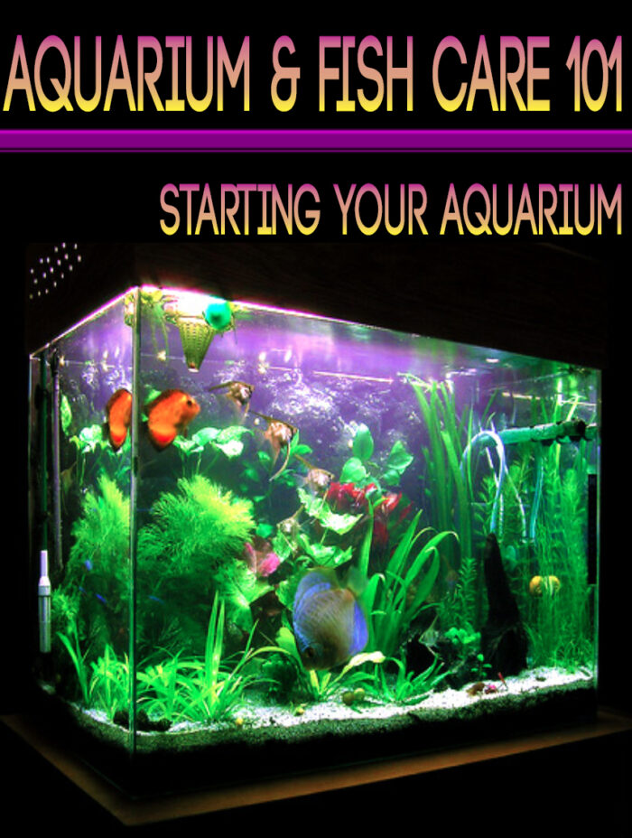 Aquarium Fish Care 101 - Image 1