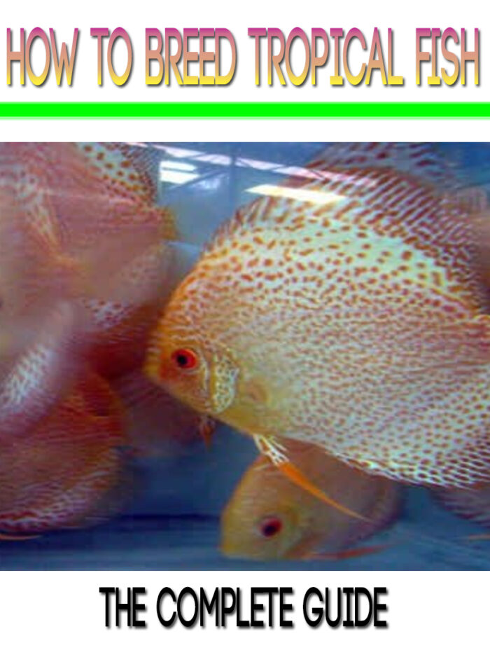How To Breed Tropical Fish - Image 1