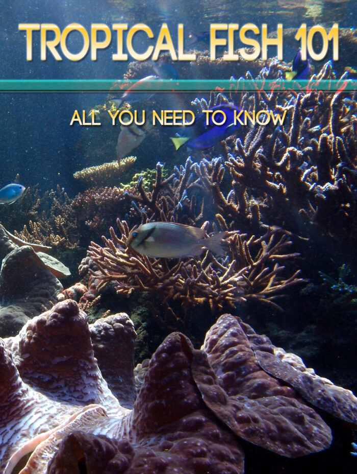 Tropical Fish 101 - Image 1