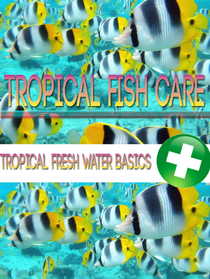 Tropical Fish Care - Image 1