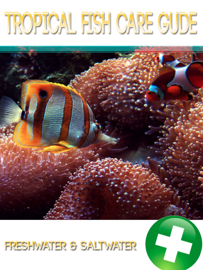Tropical Fish Care Guide - Image 1